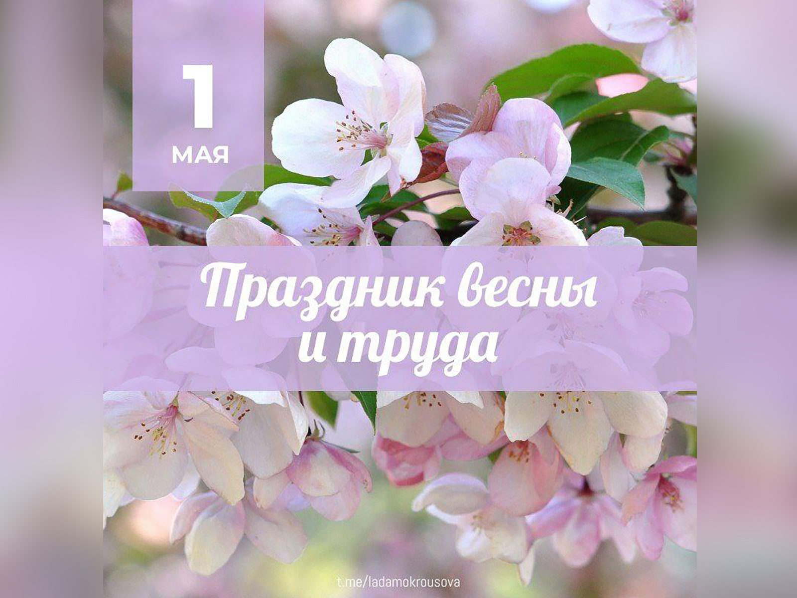 Глава города Лада Мокроусова поздравила саратовцев с Праздником весны и труда.